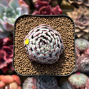 Echeveria 'Dark Minima' 1" Succulent Plant
