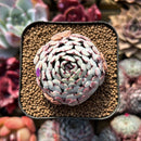Echeveria 'Dark Minima' 1" Succulent Plant
