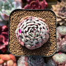 Echeveria 'Dark Minima' 1" Succulent Plant