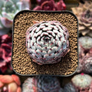 Echeveria 'Dark Minima' 1" Succulent Plant