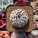 Echeveria 'Dark Minima' 1" Succulent Plant