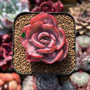 Echeveria 'Beyonce' Variegated 2"-3" Succulent Plant Cutting