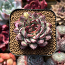 Echeveria Pulidonis Carunculated 2" Succulent Plant Cutting