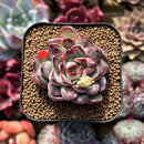 Echeveria Pulidonis Carunculated 2" Succulent Plant Cutting