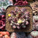 Echeveria Pulidonis Carunculated 2" Succulent Plant Cutting