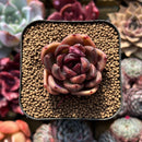 Echeveria 'Edeline' 2" New Hybrid Succulent Plant Cutting