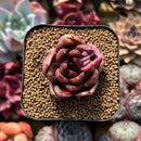 Echeveria 'Edeline' 2" New Hybrid Succulent Plant Cutting
