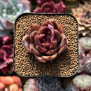 Echeveria 'Edeline' 2" New Hybrid Succulent Plant Cutting