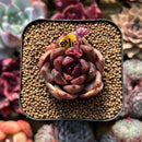 Echeveria 'Edeline' 2" New Hybrid Succulent Plant Cutting