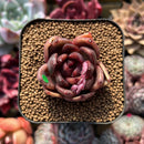 Echeveria 'Edeline' 2" New Hybrid Succulent Plant Cutting