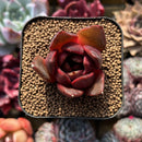 Echeveria sp. 2" Succulent Plant Cutting