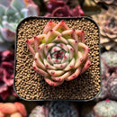Echeveria 'Toscanelli' 1" Succulent Plant Cutting