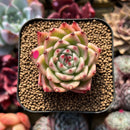 Echeveria 'Toscanelli' 1" Succulent Plant Cutting