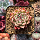 Echeveria 'Toscanelli' 1" Succulent Plant Cutting