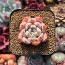 Echeveria sp. 1"-2" Succulent Plant Cutting