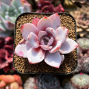 Echeveria 'White Lotus' 2" Succulent Plant Cutting