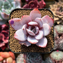 Echeveria 'White Lotus' 2" Succulent Plant Cutting