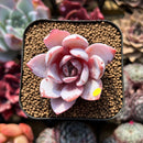 Echeveria 'White Lotus' 2" Succulent Plant Cutting