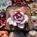 Echeveria 'White Lotus' 2" Succulent Plant Cutting