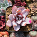 Echeveria 'White Lotus' 2" Succulent Plant Cutting