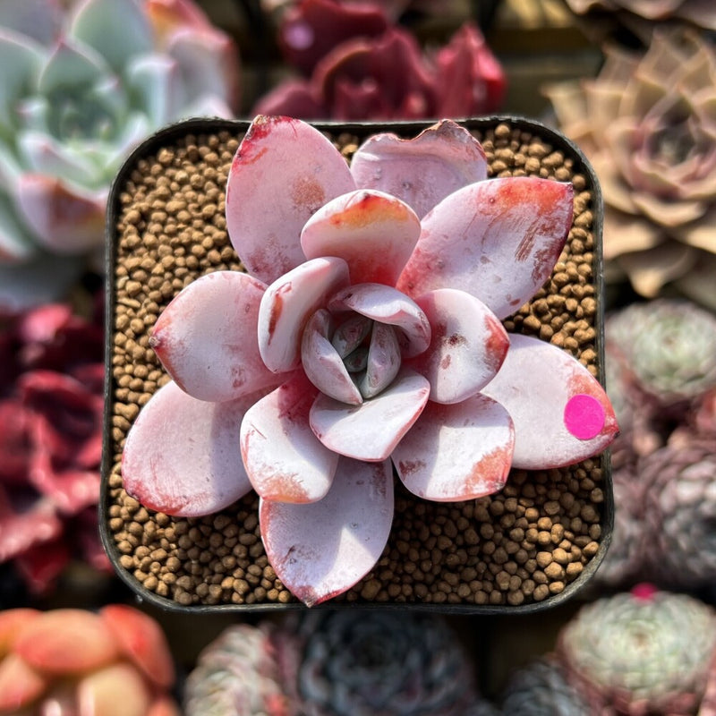pink lotus succulent Echeveria 'White Lotus' 2" Succulent Plant Cutting – True Succulents Plant  Co