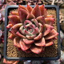 Echeveria Agavoides 'Music Farm' 4" Succulent Plant Cutting