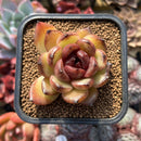 Echeveria 'Black Queen' Hybrid 2" Succulent Plant Cutting