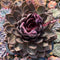 Echeveria 'Homage' 6" Extra Large Succulent Plant Cutting