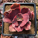 Echeveria 'Red Phoenix' Variegated 4" Succulent Plant