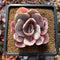 Echeveria 'Pink Angel' Variegated 2"-3" Succulent Plant Cutting