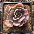 Echeveria 'Pink Angel' Variegated 2"-3" Succulent Plant Cutting
