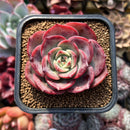 Echeveria 'Sensation' 2" Succulent Plant