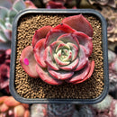 Echeveria 'Sensation' 2" Succulent Plant Cutting