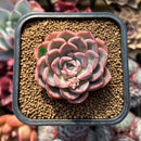 Echeveria 'Pink Chiffon' 2" Succulent Plant Cutting