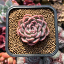 Echeveria 'Pink Chiffon' 2" Succulent Plant Cutting