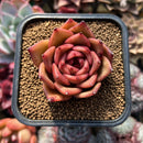 Echeveria sp. 2" Succulent Plant Cutting