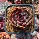 Echeveria 'Oliana' 2" Succulent Plant Cutting