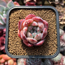 Echeveria sp. 1"-2" Succulent Plant Cutting