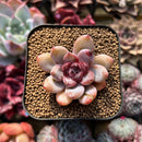 Echeveria 'Miss Jin' 1"-2" Succulent Plant Cutting