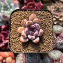 Echeveria 'Miss Jin' 1"-2" Succulent Plant Cutting