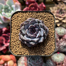Echeveria 'Chocolate Grace' 1" Succulent Plant Cutting