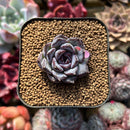 Echeveria 'Chocolate Grace' 1" Succulent Plant Cutting