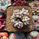 Echeveria 'Angels Kiwi' 2" Cluster Air Magic Hybrid Succulent Plant