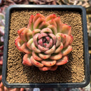 Echeveria 'Snow Clark' 2" Succulent Plant Cutting
