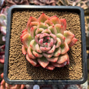 Echeveria 'Snow Clark' 2" Succulent Plant Cutting