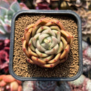 Echeveria 'Gold Jelly' 2" Succulent Plant Cutting