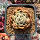 Echeveria 'Gold Jelly' 2" Succulent Plant Cutting