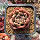 Echeveria 'Pink Champaign' 2" Succulent Plant Cutting