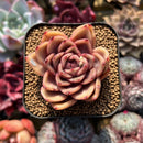 Echeveria 'Serenade' 2" Succulent Plant Cutting