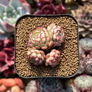 Echeveria 'Red Boats' 1"-2" Cluster Succulent Plant Cutting